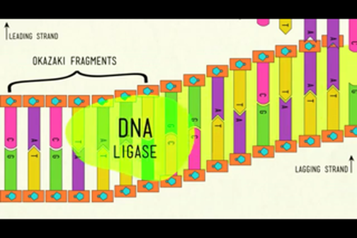 sections of copied dna created on the lagging strand